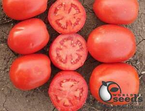 Томат Кафа F1 5 000 семян. (Clause)