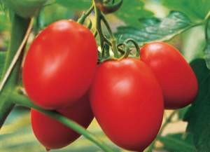 Помидоры Колибри F1 1000 семян. (Clause)