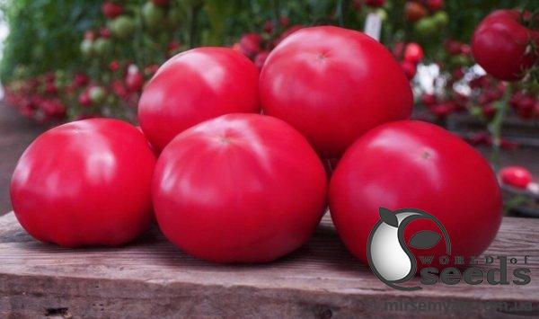 Помидоры Макан F1 250 семян. (Clause) Помидоры Макан F1 250 семян. (Clause)