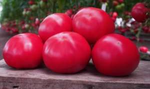 Помидоры Макан F1 250 семян. (Clause)