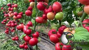 Помидоры Макан F1 1000 семян. (Clause) Помидоры Макан F1 1000 семян. (Clause)