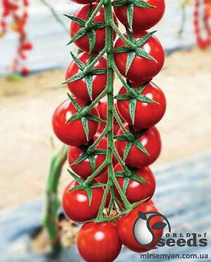 Помидоры Миноприо F1 250 семян. (Clause) Помидоры Миноприо F1 250 семян. (Clause)