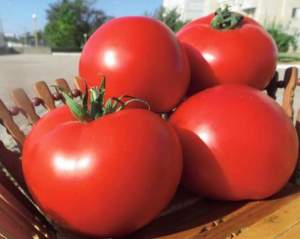 Помидоры Оазис F1 1000 семян. (Clause)