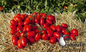 Помидоры Петраросса F1 1000 семян. (Clause) Помидоры Петраросса F1 1000 семян. (Clause)