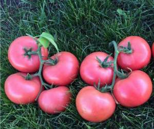 Помидоры Пинк Кристал F1 1000 семян. (Clause)