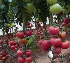 Помидоры Пинк Кристал F1 250 семян. (Clause)