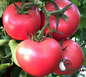 Помидоры Пинк Кристал F1 250 семян. (Clause)