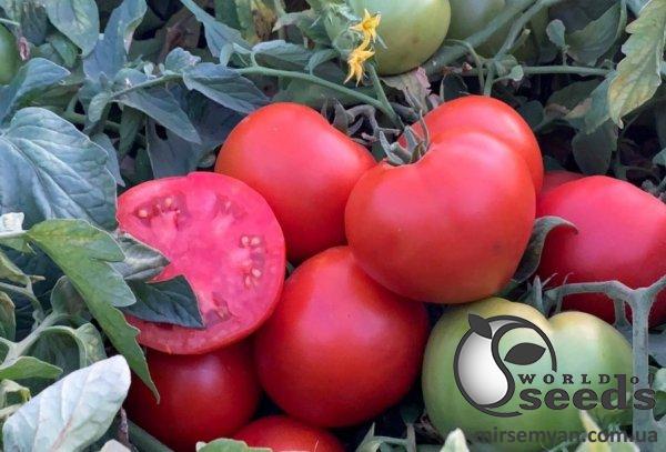 Помидоры Рихам F1 1000 семян. (Clause) Помидоры Рихам F1 1000 семян. (Clause)