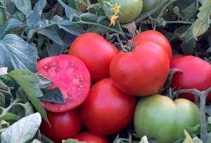 Помидоры Рихам F1 1000 семян. (Clause)