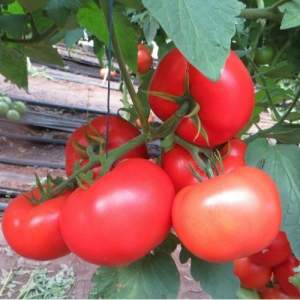 Помидоры Целестин F1 250 семян. (Clause)