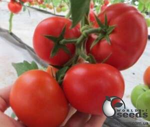 Помидоры Целестин F1 1000 семян. (Clause)
