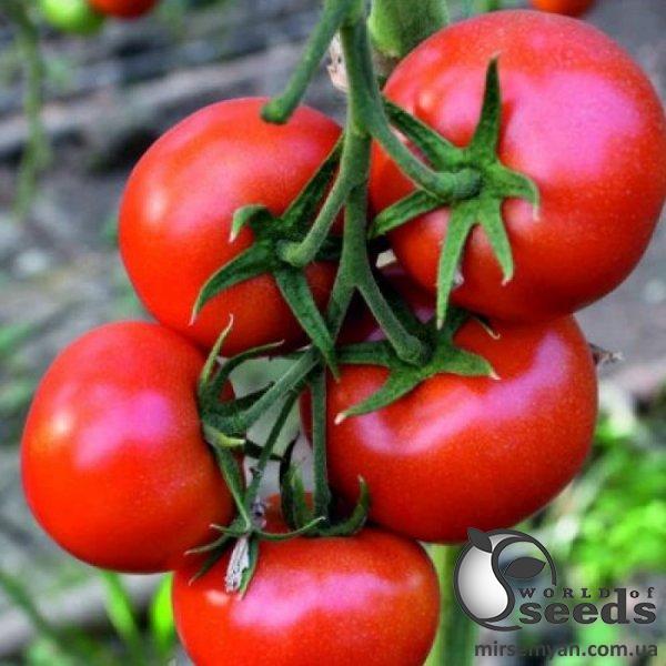 Помидоры Целестин F1 1000 семян. (Clause) Помидоры Целестин F1 1000 семян. (Clause)