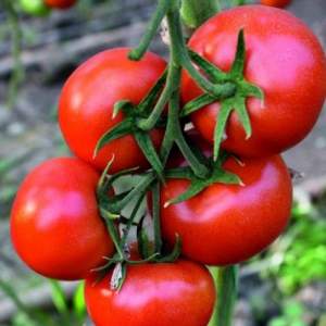 Помидоры Целестин F1 1000 семян. (Clause)