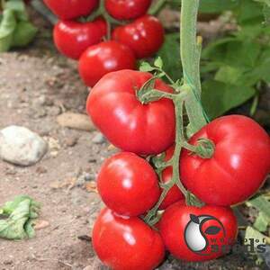 Помидоры Чимган F1 1000 семян. (Clause) Помидоры Чимган F1 1000 семян. (Clause)