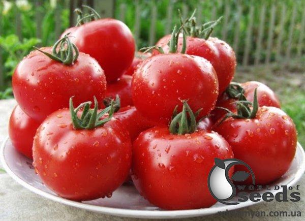 Помидоры Чимган F1 1000 семян. (Clause) Помидоры Чимган F1 1000 семян. (Clause)