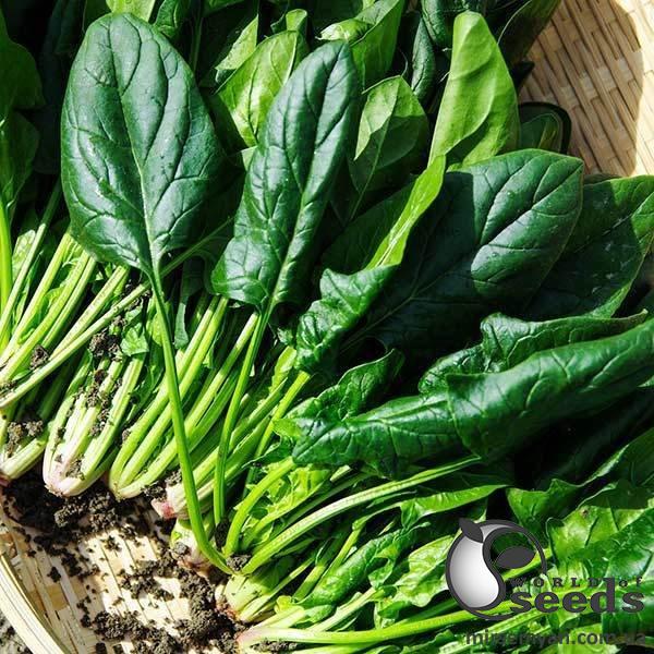 Шпинат Лагос 250 гр. (Clause) Шпинат Лагос 250 гр. (Clause)