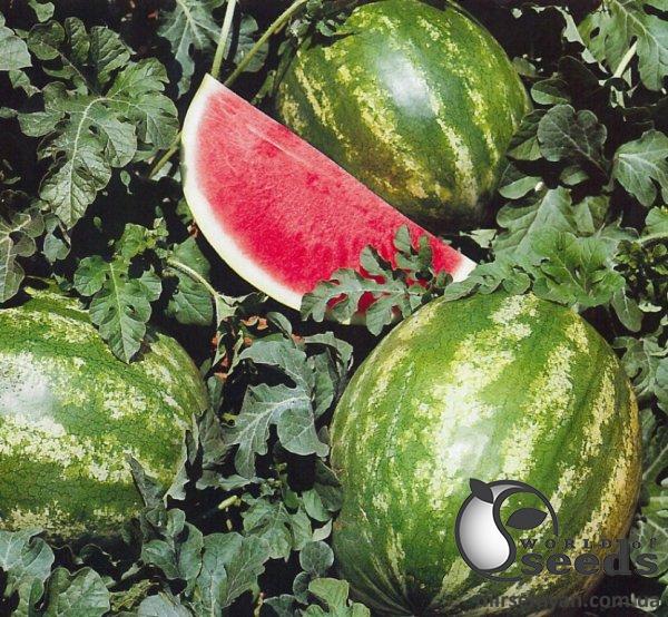 Арбуз Крымсон Мир F1 500г Эргон Арбуз Крымсон Мир F1 500г Эргон