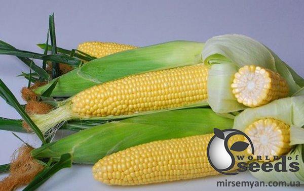 Кукуруза Астронавт F1 5000 cемян. Эргон Кукуруза Астронавт F1 5000 cемян. Эргон