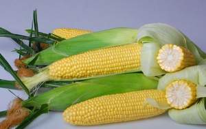 Кукуруза Астронавт суперсладкая F1 1000 cемян. Эргон