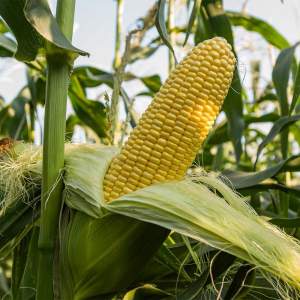 Кукуруза Джет F1 сладкая 1000 семян. Эргон