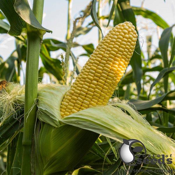 Кукуруза Джет F1 сладкая 5000 семян. Эргон Кукуруза Джет F1 сладкая 5000 семян. Эргон
