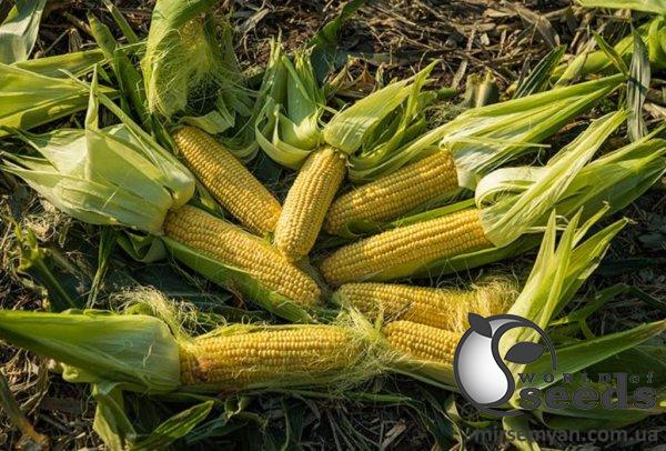 Кукуруза ЖИ 3278 ОИ F1 суперсладкая 5000 семян. Эргон Кукуруза ЖИ 3278 ОИ F1 суперсладкая 5000 семян. Эргон