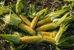 Кукуруза ЖИ 3278 ОИ суперсладкая F1 1000 семян. Эргон