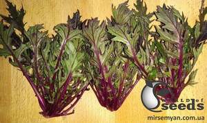 Салат Мизуна PL 8118 F1 5г Эргон