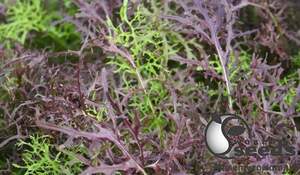 Салат Мизуна PL 8118 F1 5г Эргон Салат Мизуна PL 8118 F1 5г Эргон