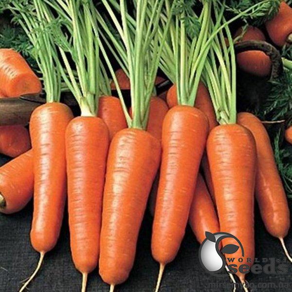 Морковь Нью Курода (1,8-2) 500г Азия Сид Морковь Нью Курода (1,8-2) 500г Азия Сид