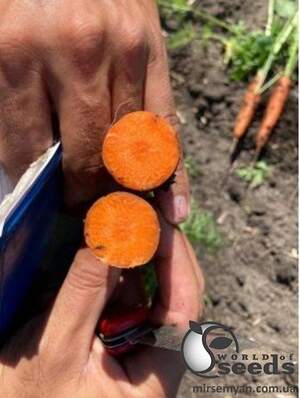 Морковь Нью Курода (2,0-2,4) 500г Азия Сид
