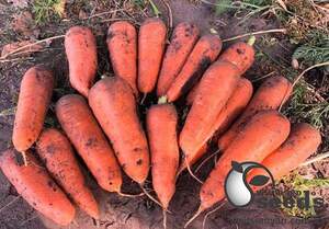 Морковь Нью Курода (2,0-2,4) 500г Азия Сид