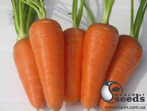 Морковь Шантане Ред Коред (2,0) 250г Азия Сид Морковь Шантане Ред Коред (2,0) 250г Азия Сид