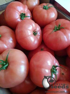Помидоры PL 6210 F1 100 семян. Эргон