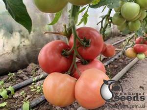 Помидоры PL 6210 F1 500 семян. Эргон Помидоры PL 6210 F1 500 семян. Эргон