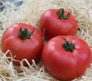 Помидоры PL 6210 F1 500 семян. Эргон