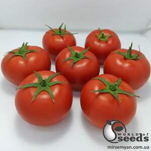 Помидоры PL 6212 F1 100 семян. Эргон Помидоры PL 6212 F1 100 семян. Эргон