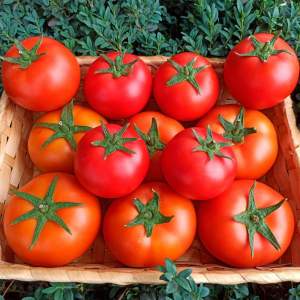 Помидоры PL 6212 F1 100 семян.  Эргон