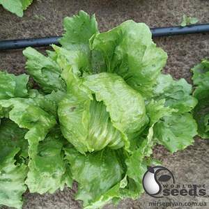 Салат PL 6056 F1 5000 (драже) Эргон