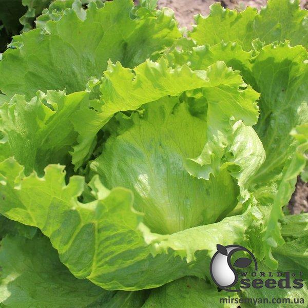 Салат PL 6056 F1 5000 (драже) Эргон Салат PL 6056 F1 5000 (драже) Эргон