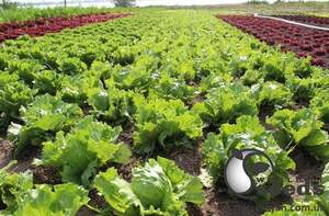 Салат PL 6056 F1 1000 семян. Эргон