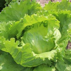 Салат PL 6056 F1 1000 семян. Эргон