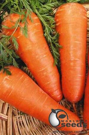 Морковь Шантане Редкор F1 0,5кг ESASEM Морковь Шантане Редкор F1 0,5кг ESASEM