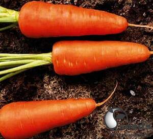 Морковь Шантане Редкор F1 0,5кг ESASEM Морковь Шантане Редкор F1 0,5кг ESASEM