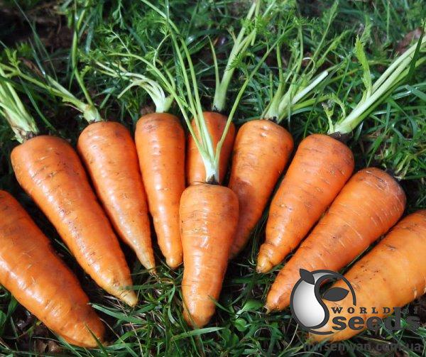 Морковь Шантане Редкор F1 0,5кг ESASEM Морковь Шантане Редкор F1 0,5кг ESASEM