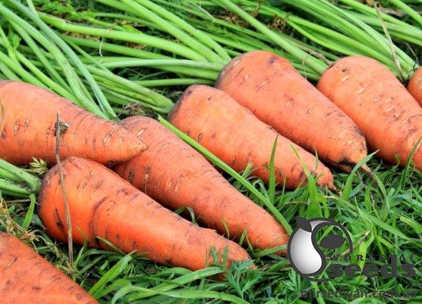 Морковь Шантане Роял F1 0,5кг ESASEM Морковь Шантане Роял F1 0,5кг ESASEM