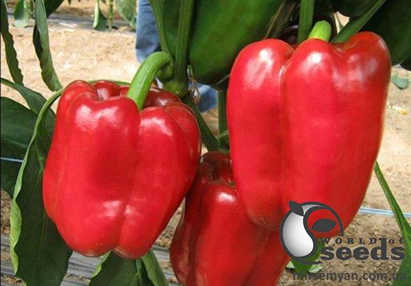 Перец Даймос F1 1000 семян. (ESASEM) Перец Даймос F1 1000 семян. (ESASEM)