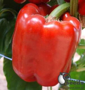 Перец Даймос F1 500 семян. (ESASEM)