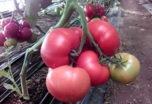 Помидоры TL 18304 F1 500 семян. (ESASEM)