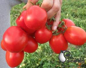 Помидоры Апгрейд F1 1000 семян. (ESASEM) Помидоры Апгрейд F1 1000 семян. (ESASEM)